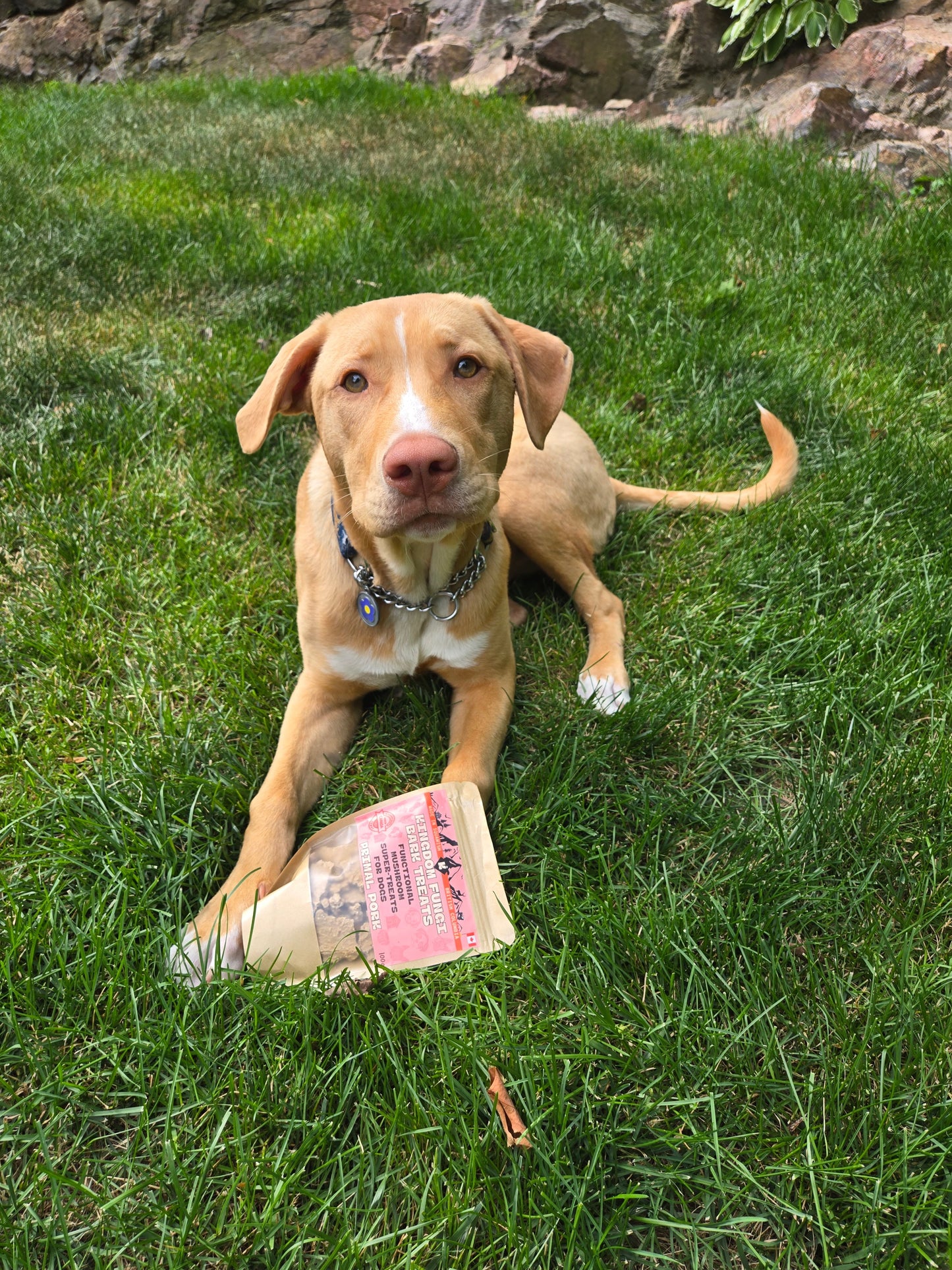 Primal Pork URBAN PAW PETS