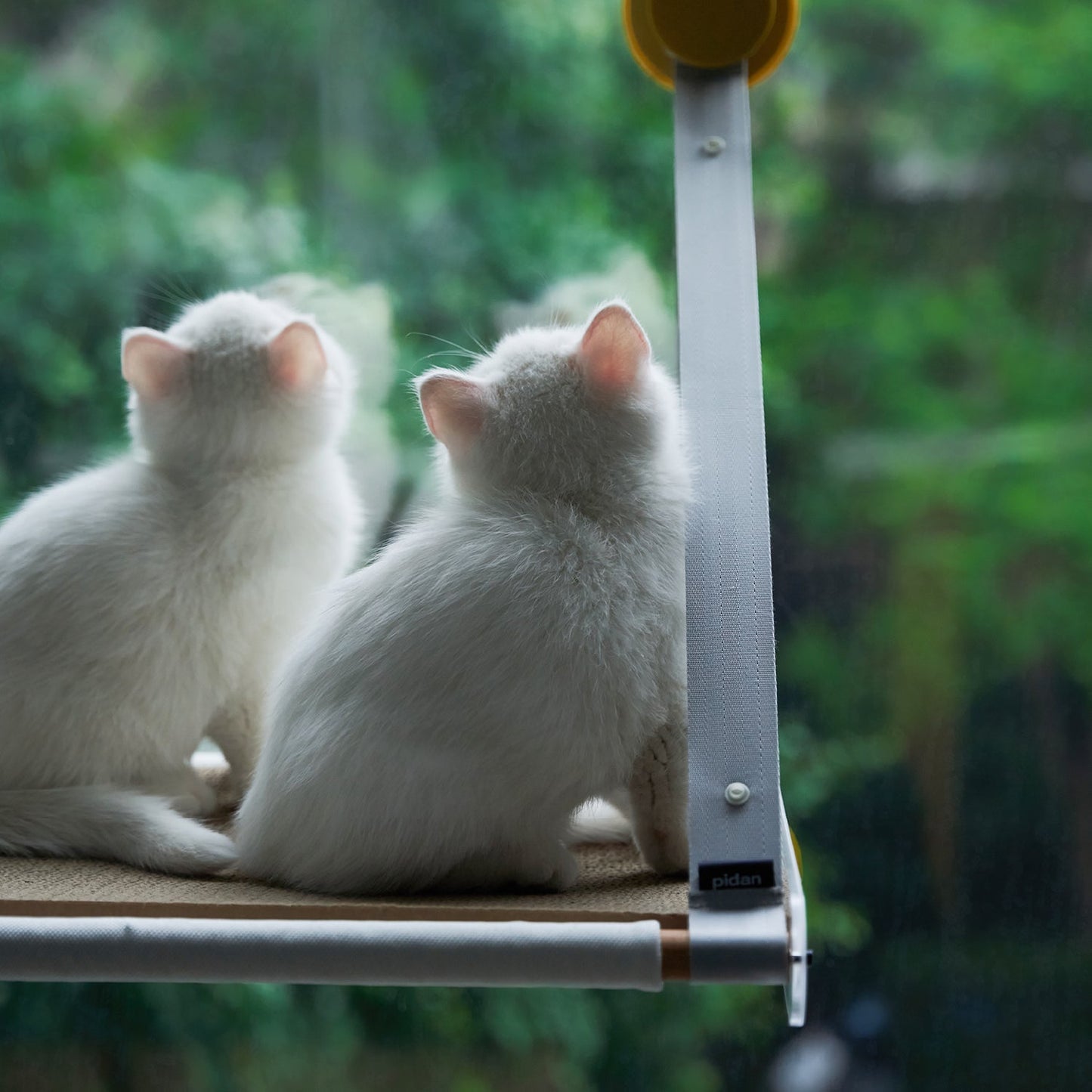 Cat Window Perch - Sunbathing Time pidan