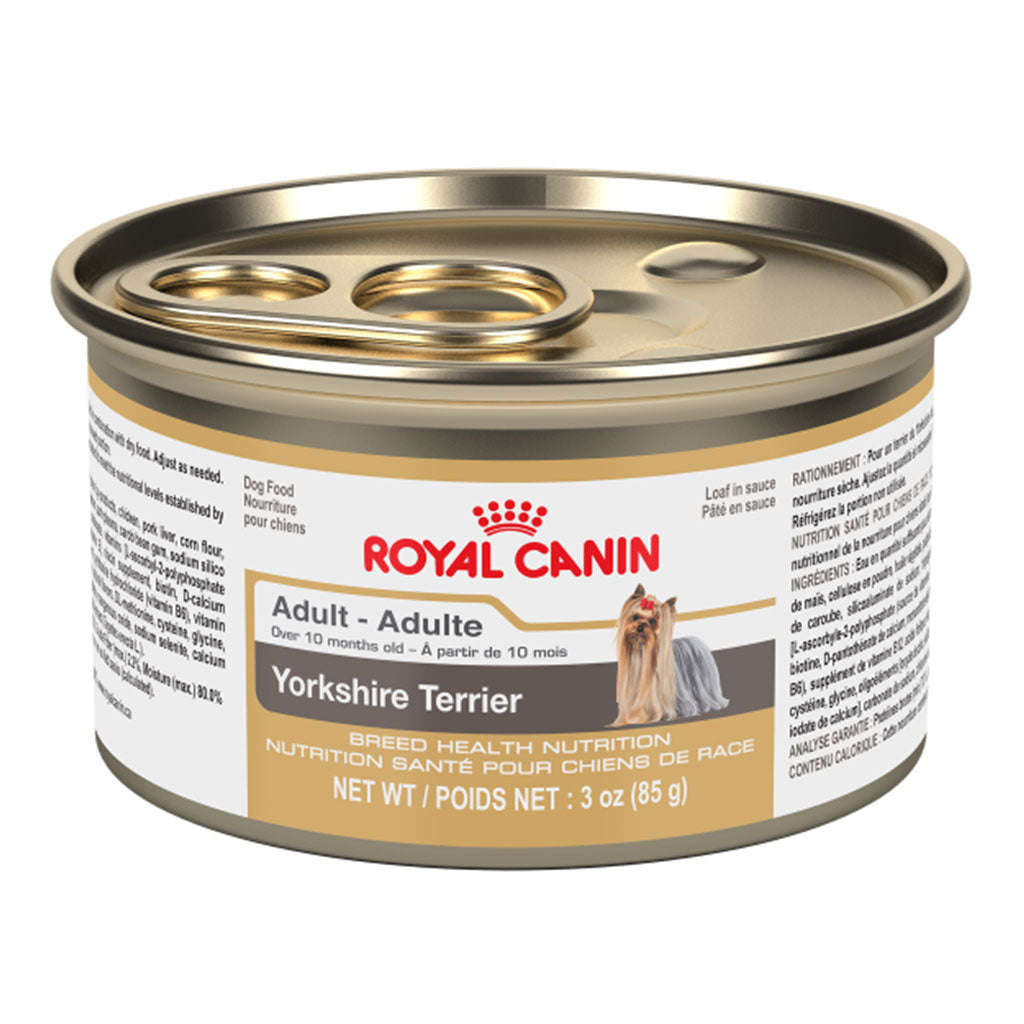 Yorkshire Terrier Adult
