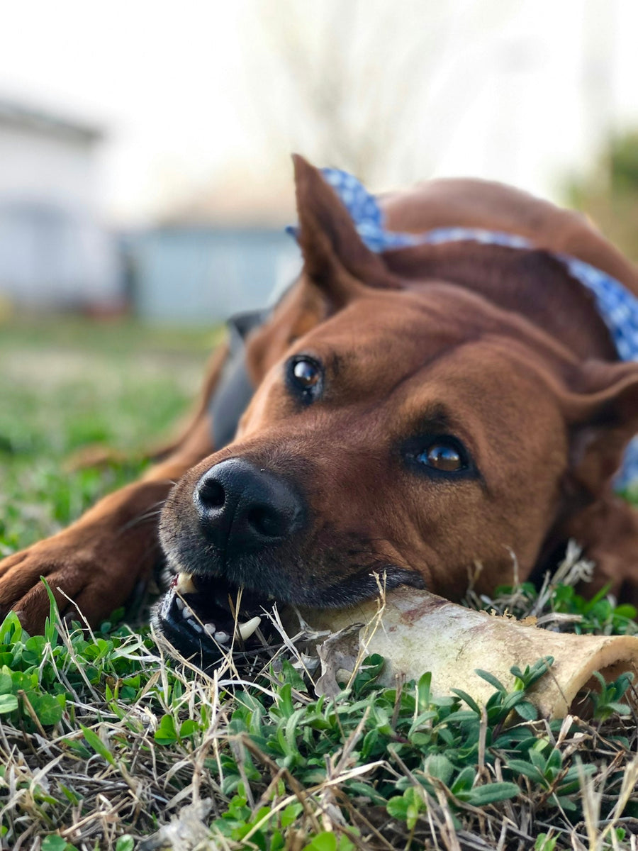 A dog lying in grass chewing a natural chew