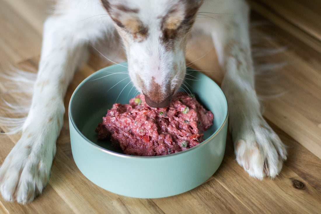 Dog eating a portioned raw meal from a bowl
