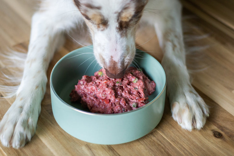 Dog eating a portioned raw meal from a bowl