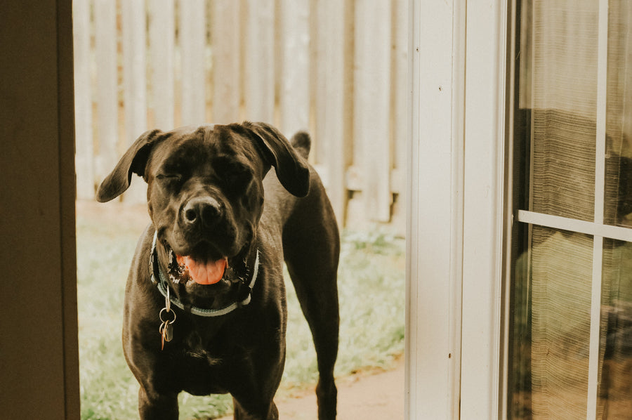 A black dog standing in an open doorway, panting after a walk