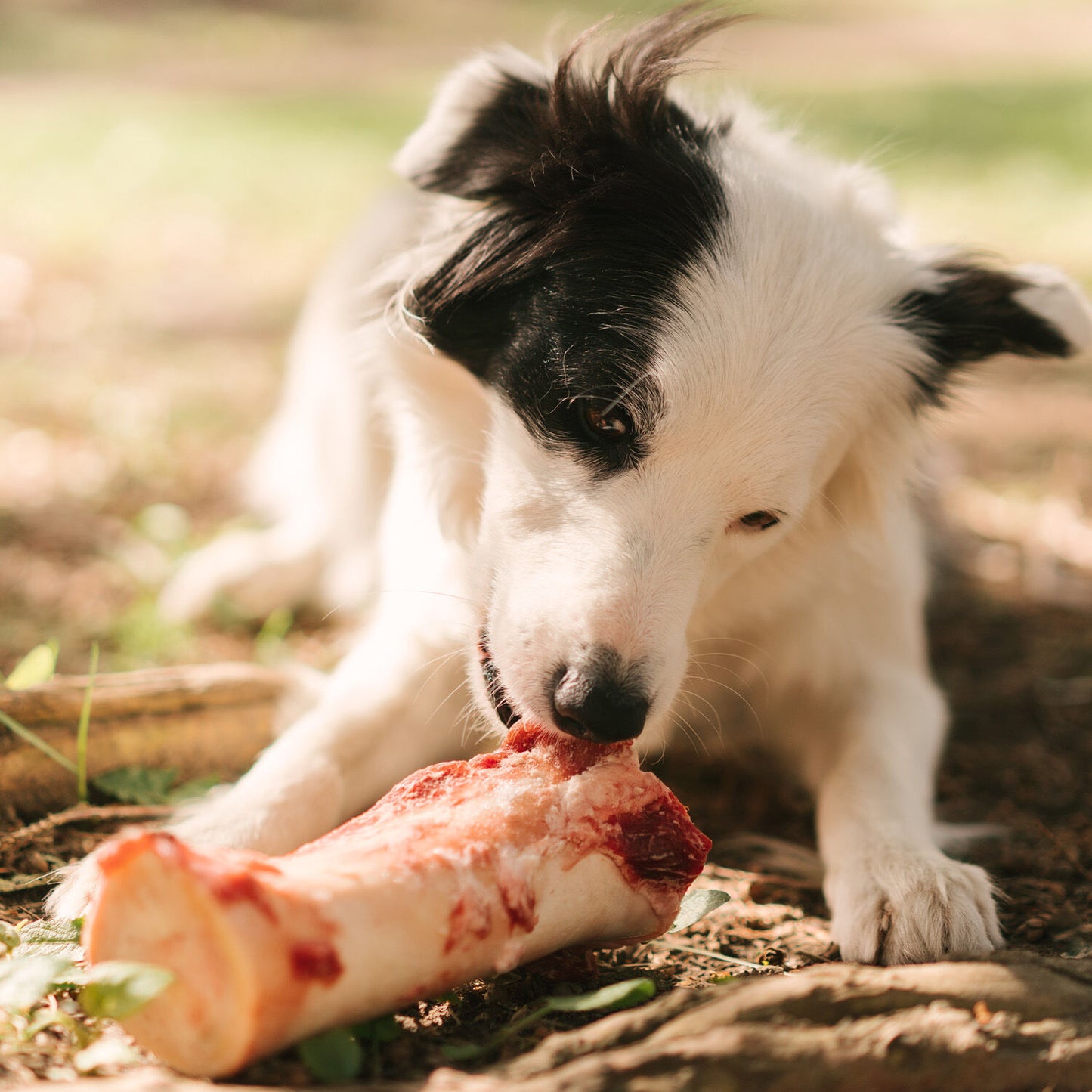 Beef femur bone, 590g Image NaN