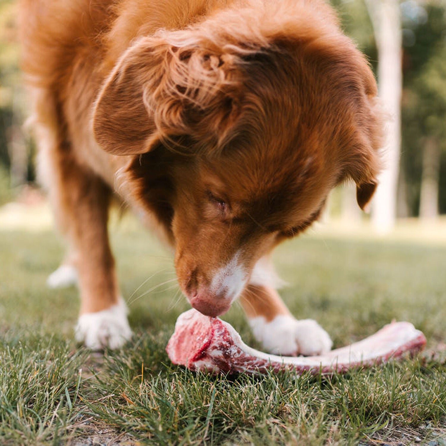 Beef rib bone, 110g Image NaN