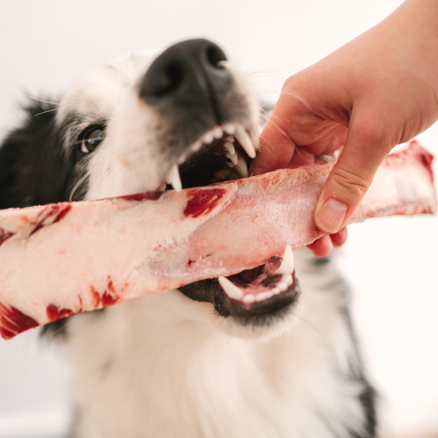 Beef rib bone, 110g Image NaN