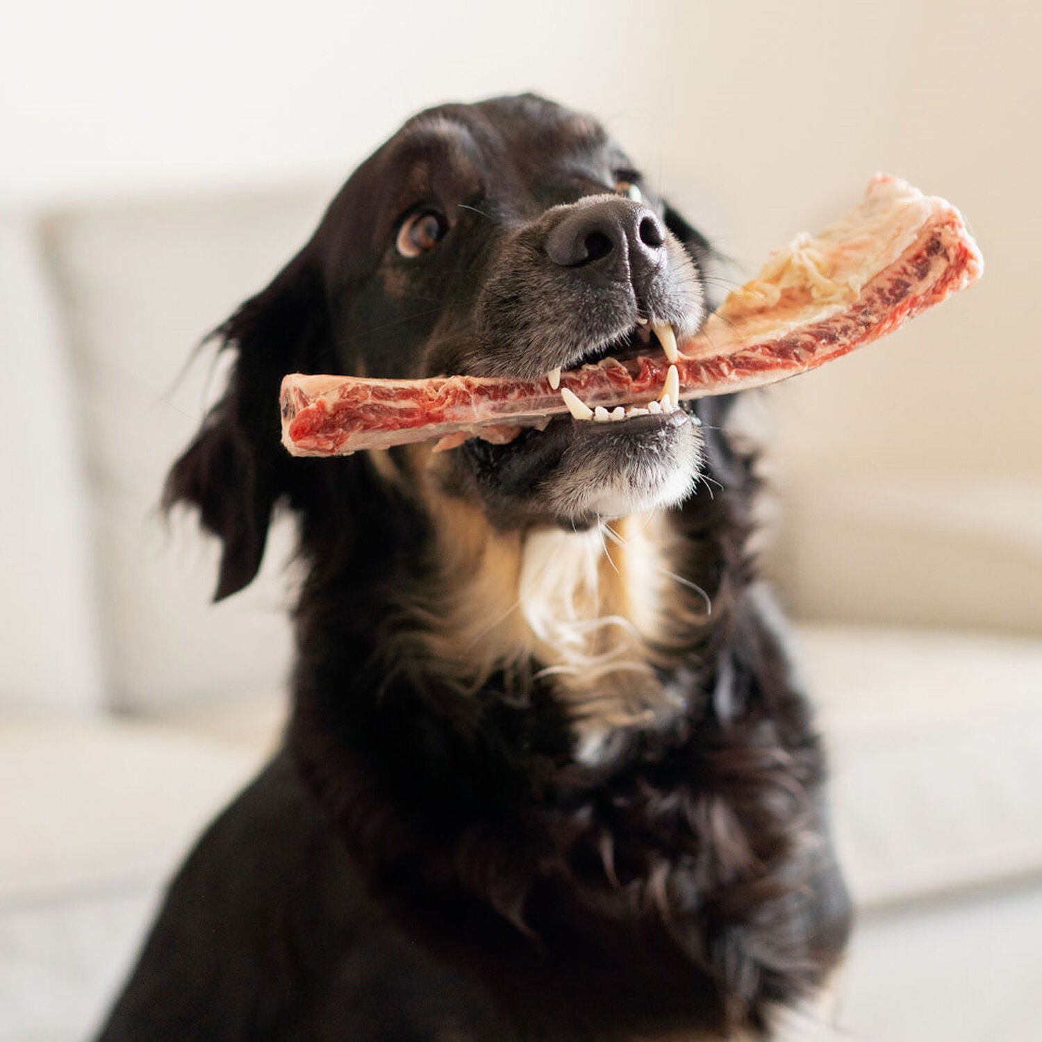 Beef rib bone, 110g Image NaN