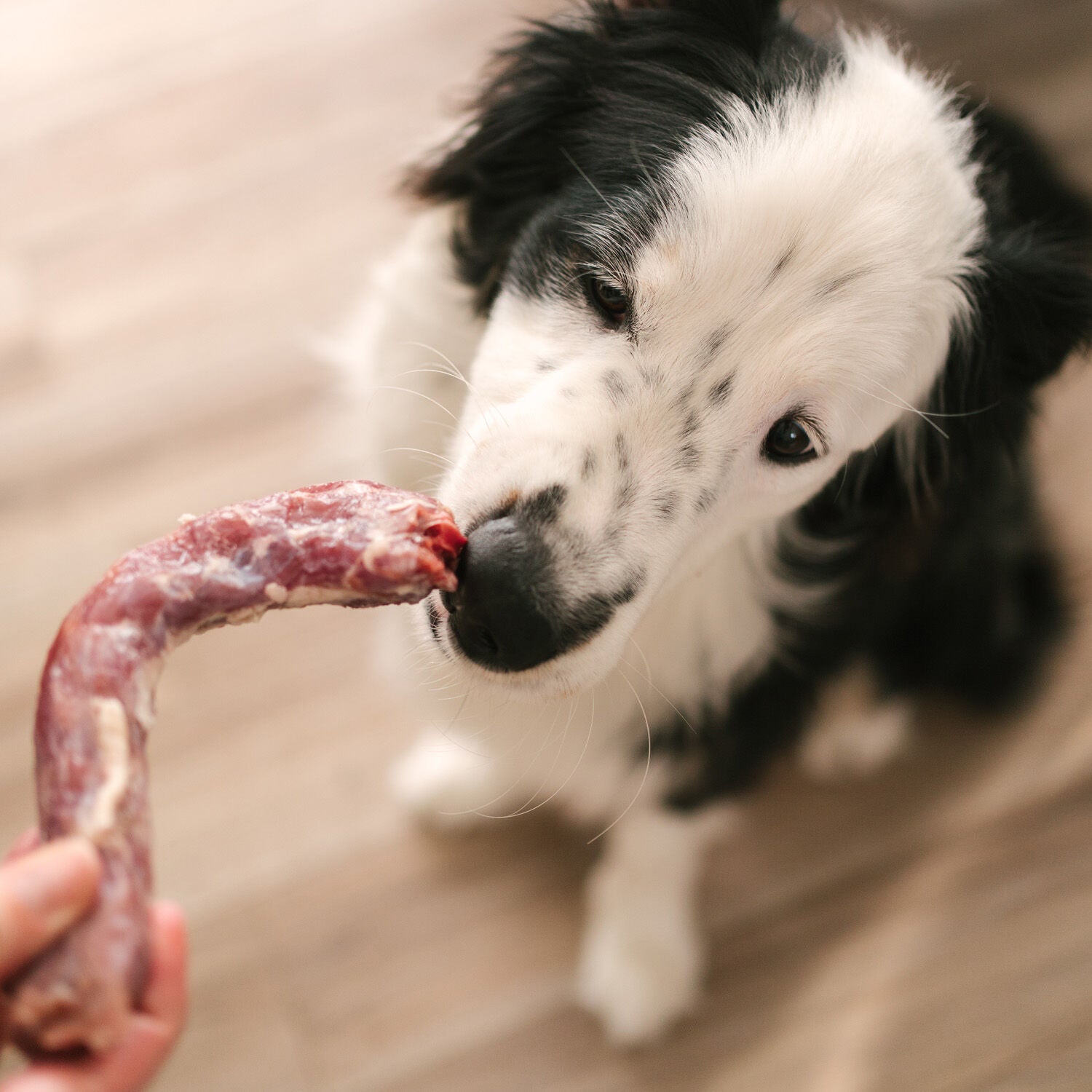 Duck Necks, pack of 3 Image NaN