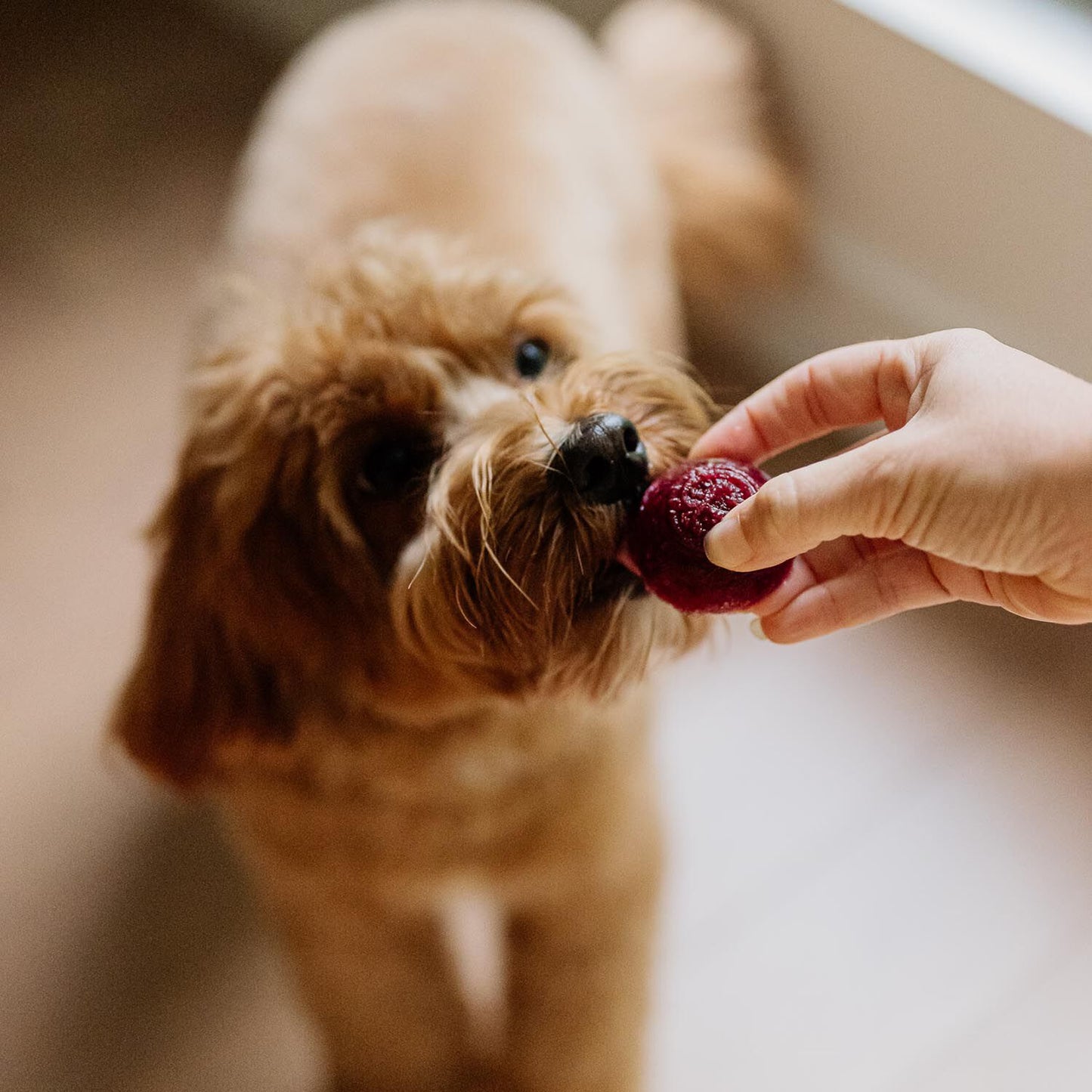 Berry Delight, 180 g Image NaN