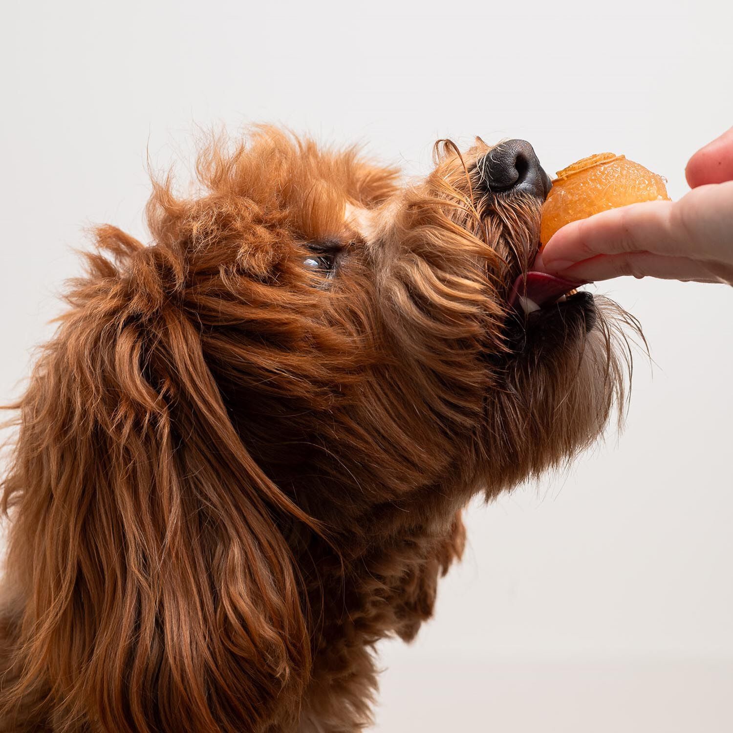 Cozy Bone Broth, 180 ml Image NaN