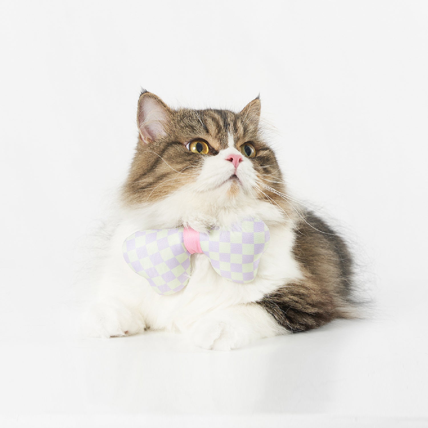 Pet 3D Bow Tie Collar URBAN PAW PETS