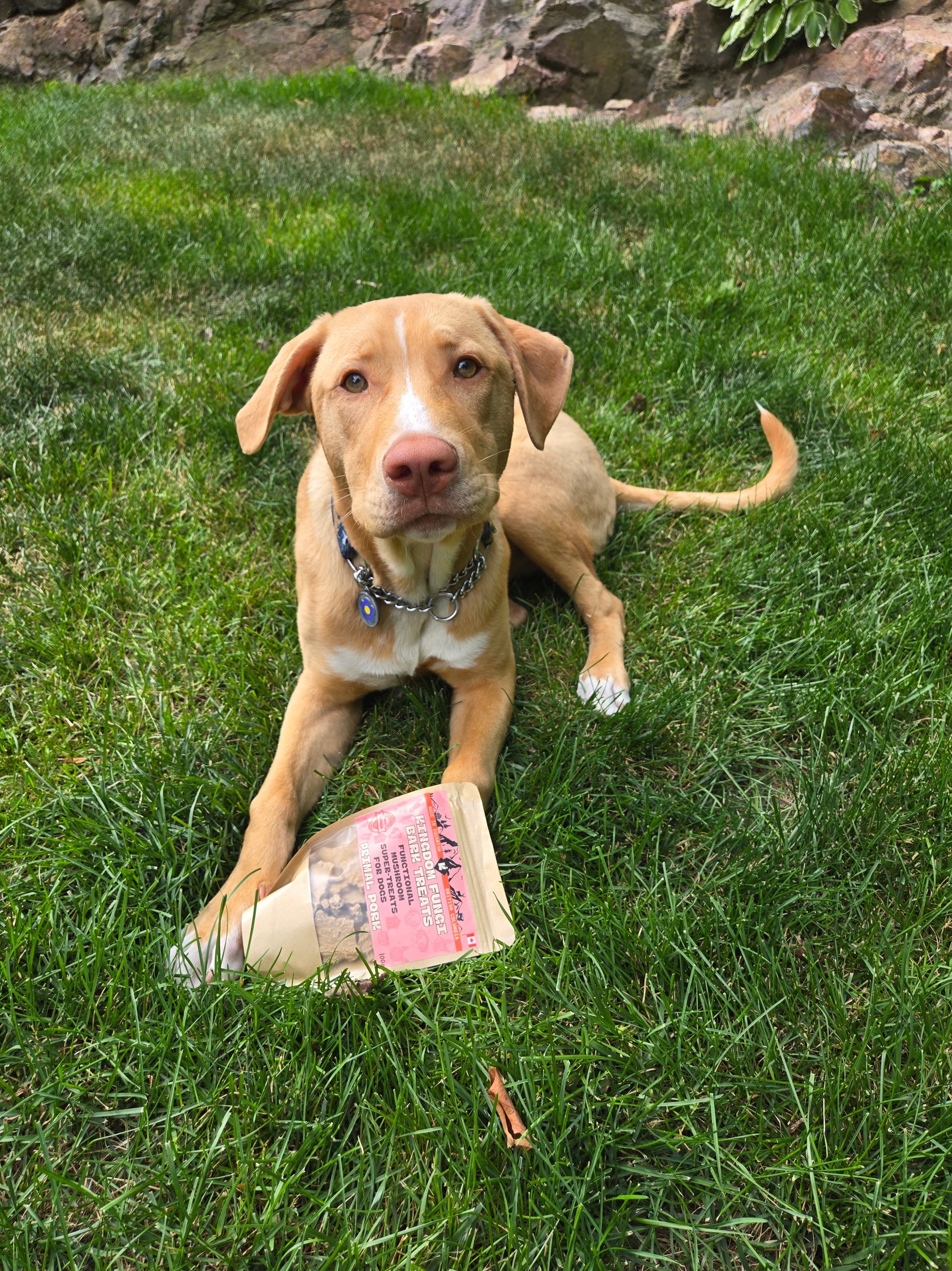 Primal Pork URBAN PAW PETS