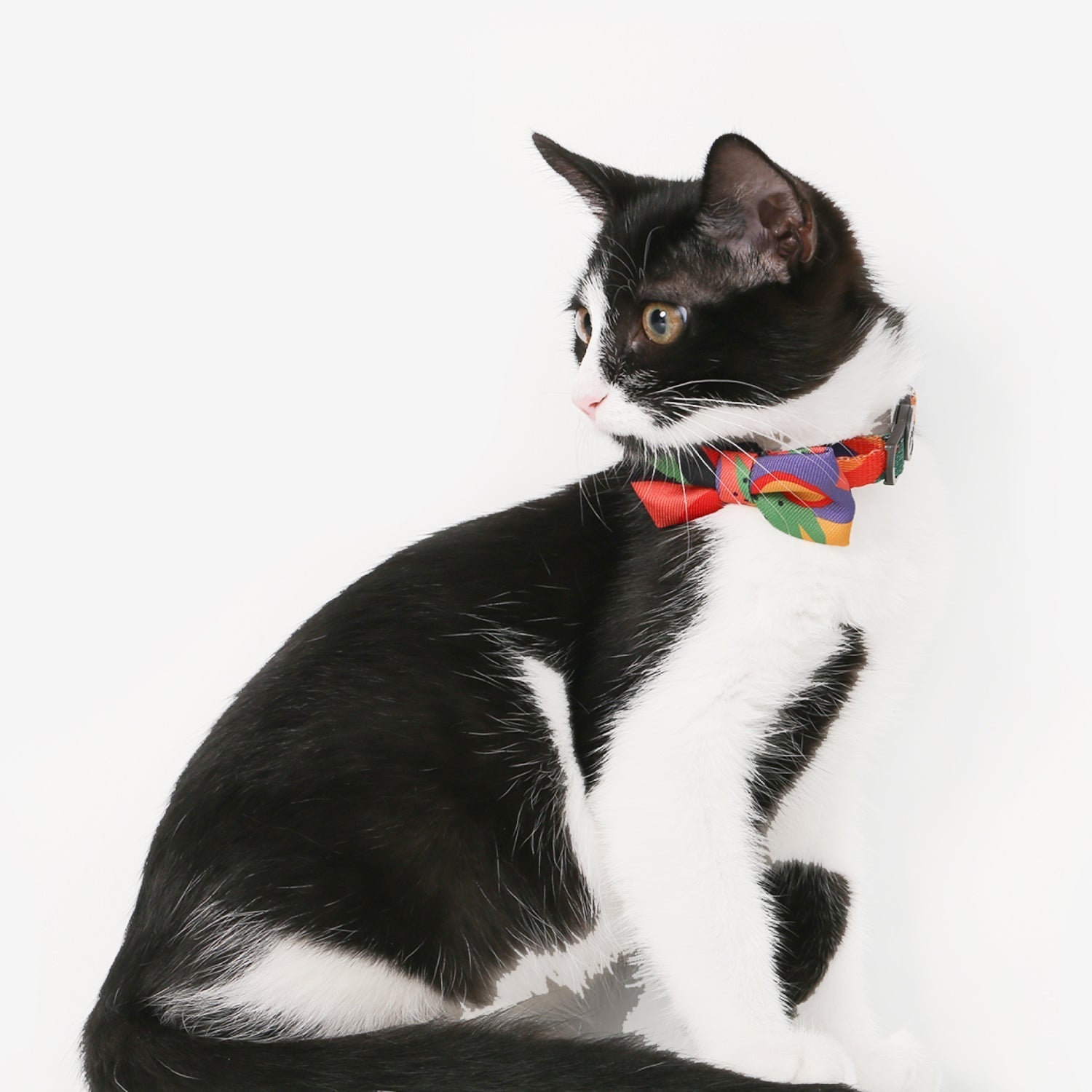 Pet Bow Tie Collar URBAN PAW PETS