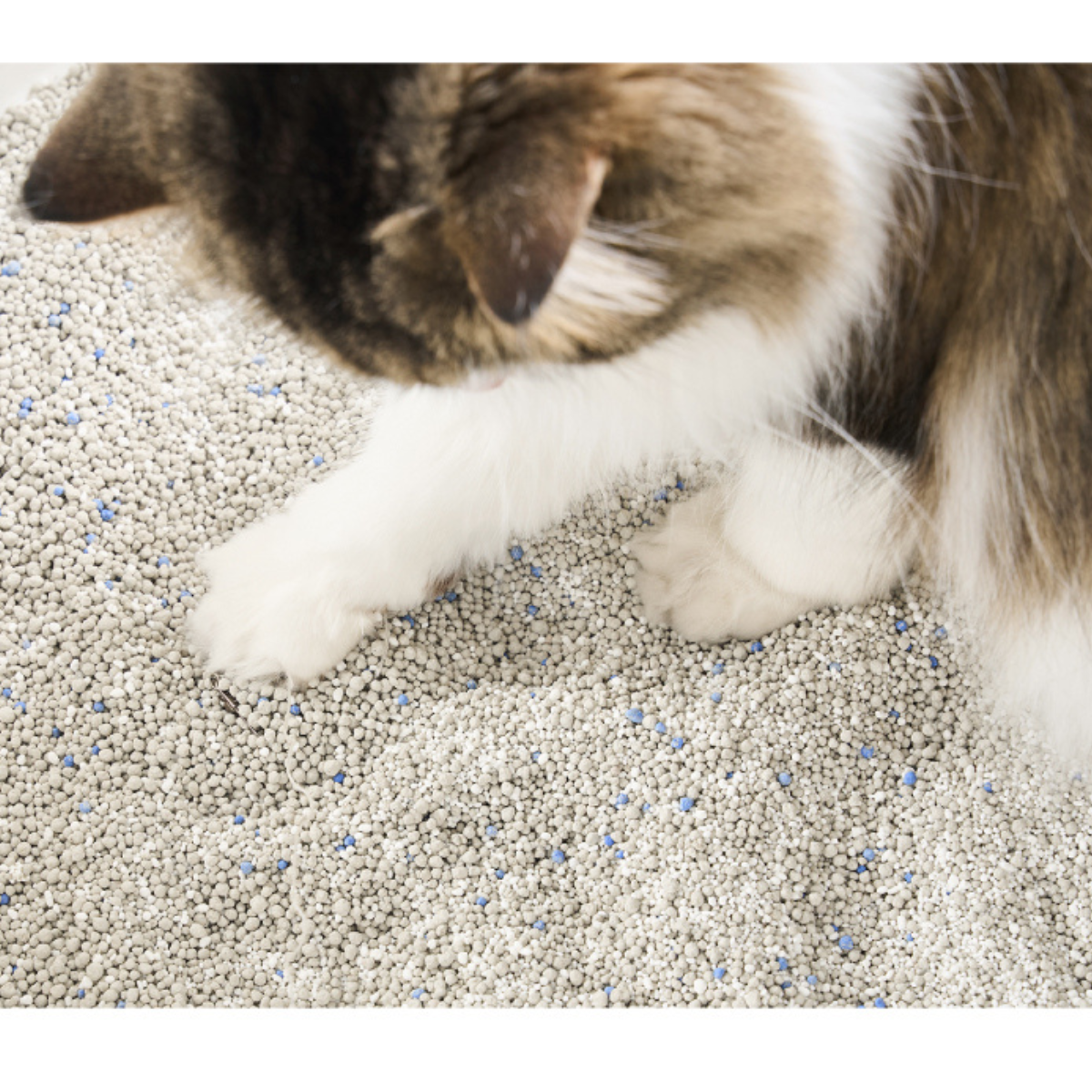 Pidan Cat Litter White-Jade (Corn Starch) & Bentonite Mix, 4 Bags | Non-Flushable | URBAN PAW PETS