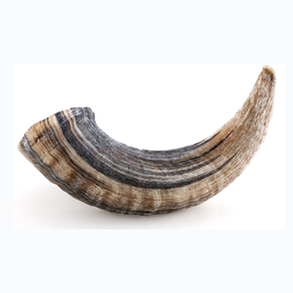 Lamb Horn Icelandic+