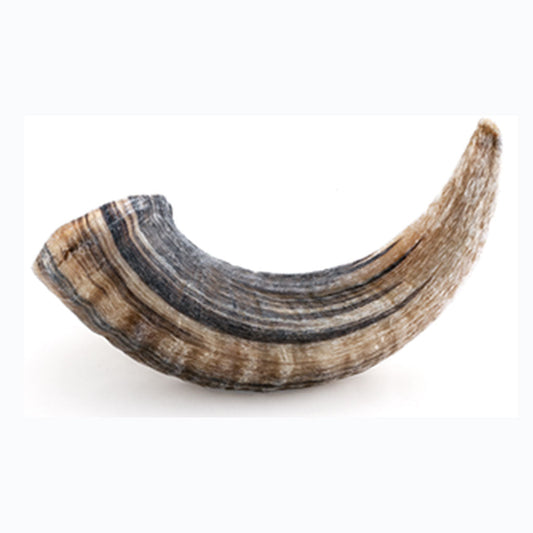 Lamb Horn Icelandic+