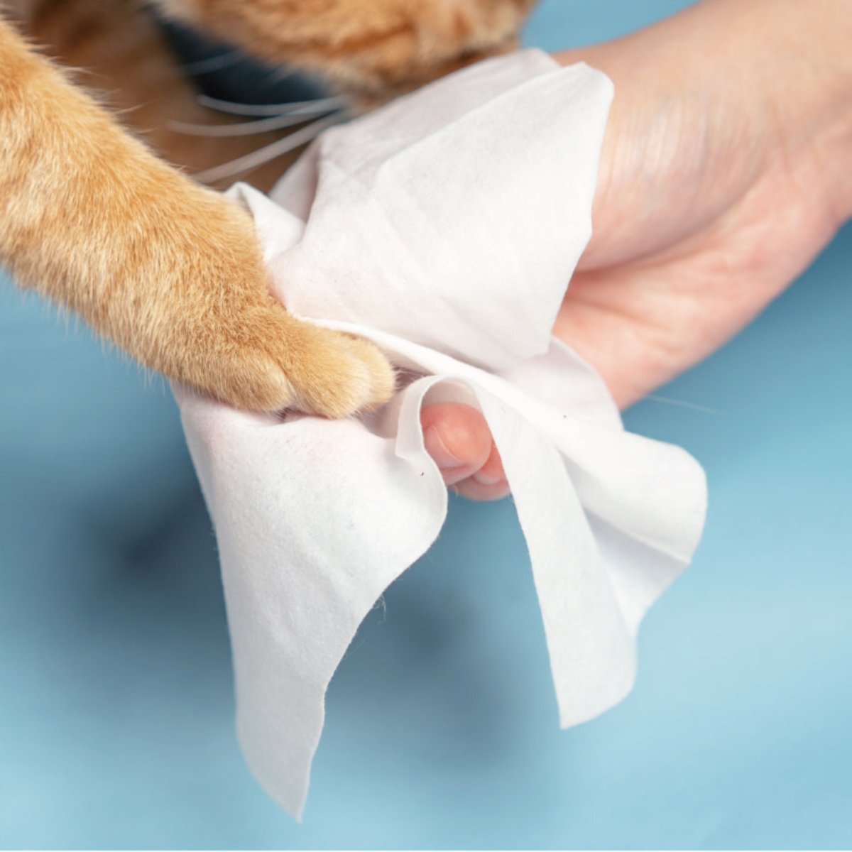 Pidan Pet Wet Wipes – Value Pack (3 x 80 Sheets, Total 240 Sheets) URBAN PAW PETS