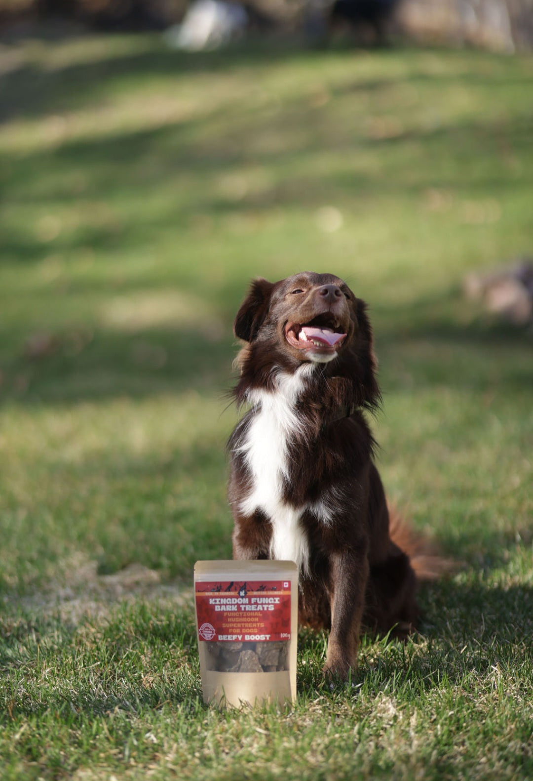 Beefy Boost URBAN PAW PETS