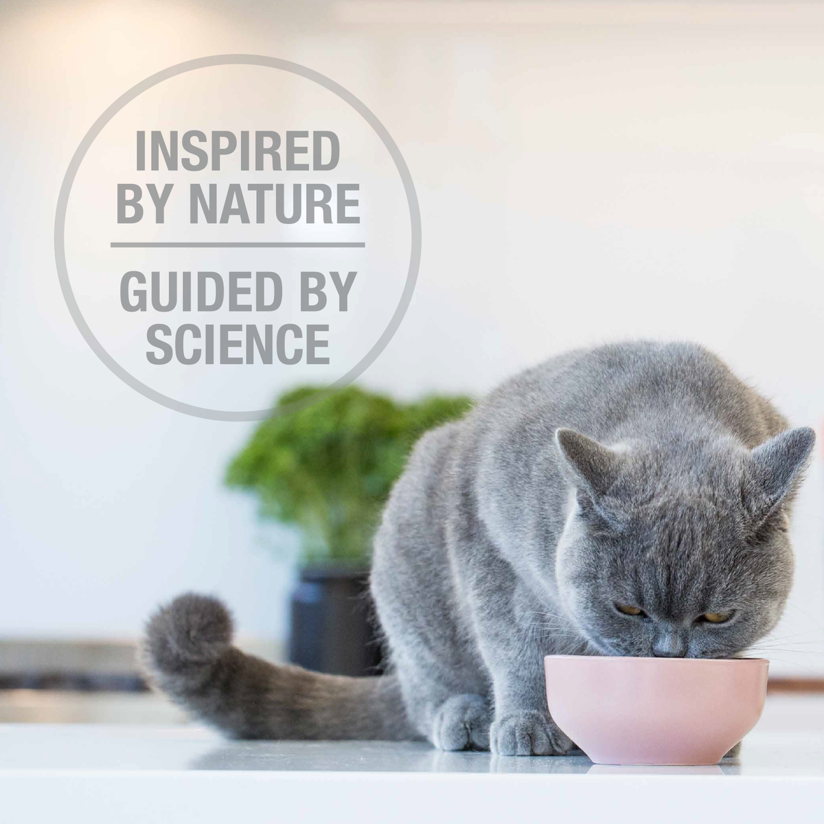 Feline Natural - Freeze-Dried - Beef Feast