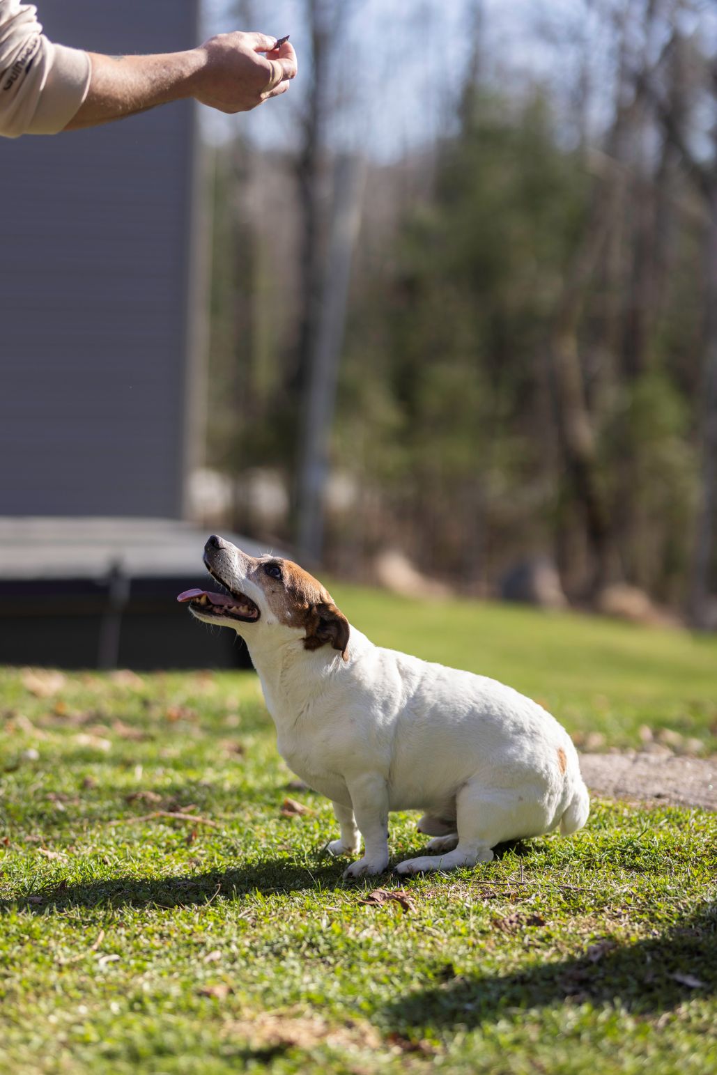 Yam Balance URBAN PAW PETS