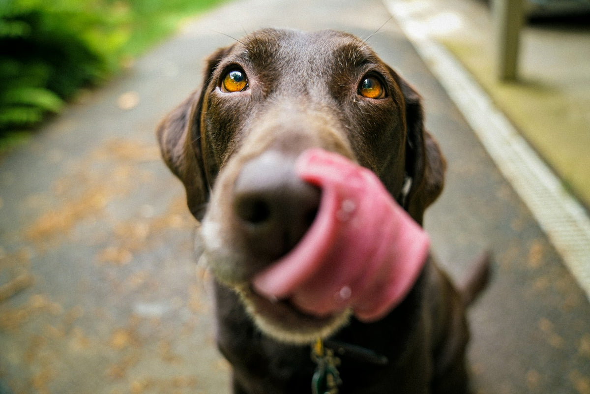 A chocolate Labrador licking its nose on a leafy path
