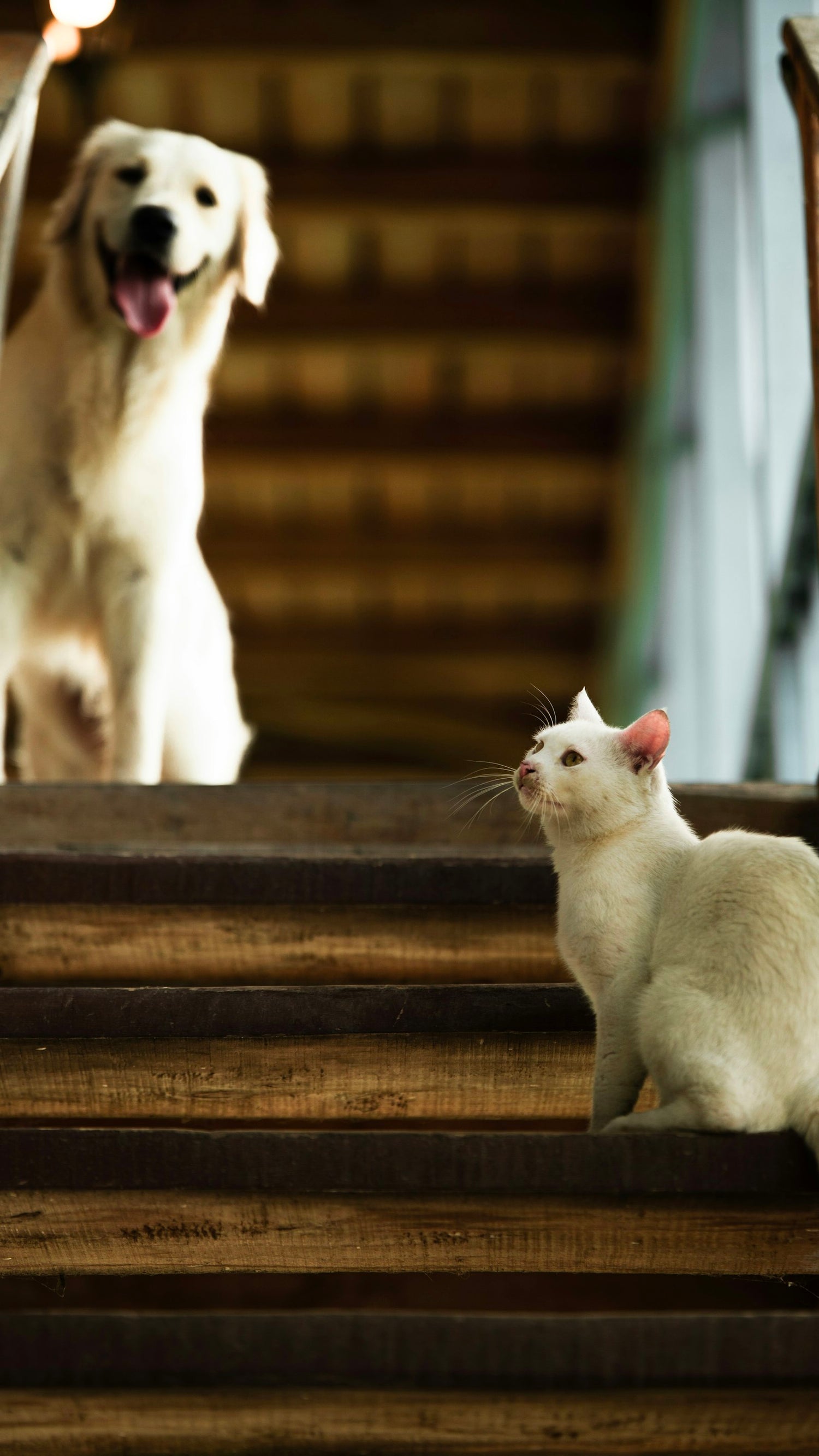 A golden retriever and a white cat resting together on wooden stairs