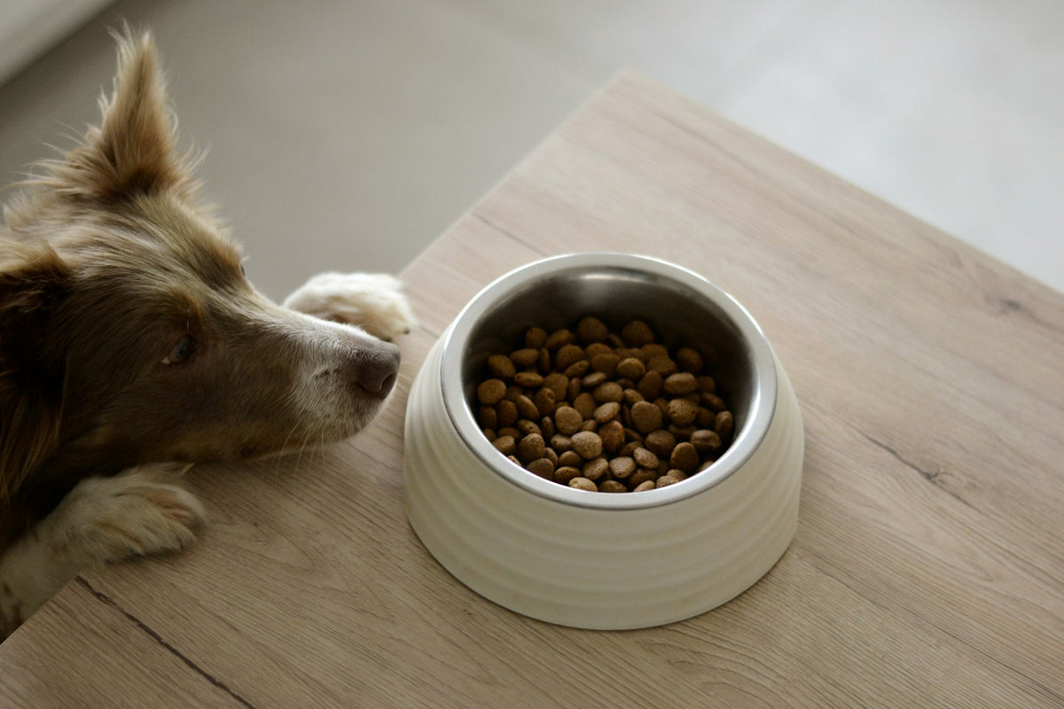 A dog resting beside a bowl of dry food on a wooden floor