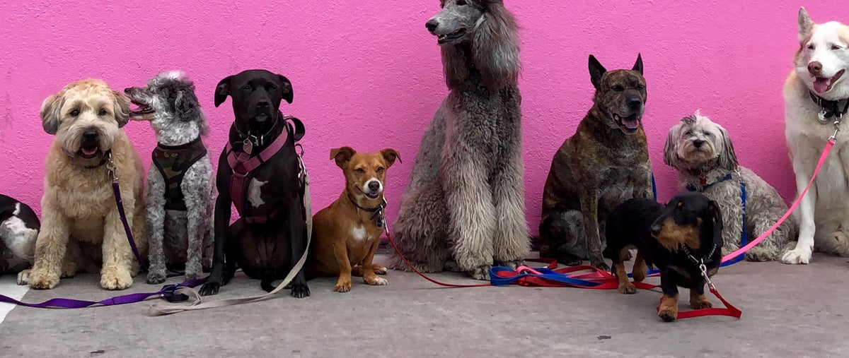 Nine dogs of different breeds sitting in a row against a pink wall