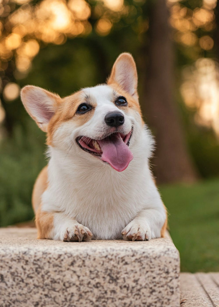 A corgi resting outdoors in evening light