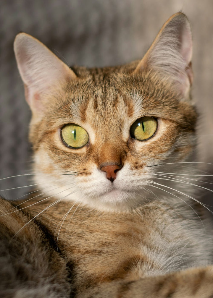 Close-up of a tabby cat with green eyes
