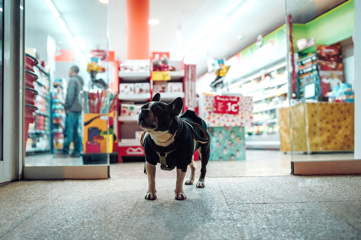 A dog standing in the aisle of a pet shop