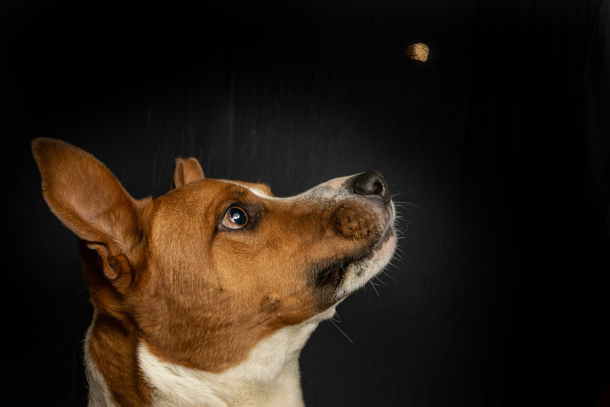 A dog looking up as a treat falls, against a dark background