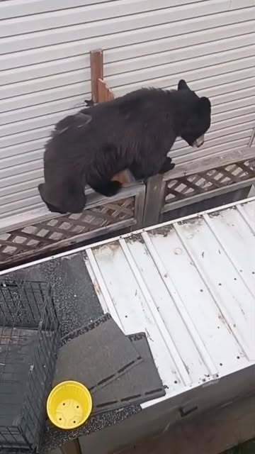Video by Urban Paw Pets 📍 Vancouver Pet Store on July 17, 2026. May be an image of bear, brown bear, black bear and text.