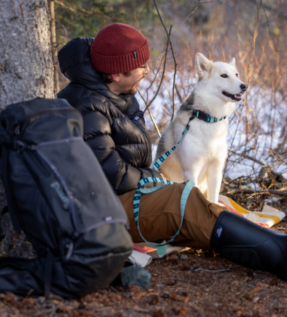 Eco Collar URBAN PAW PETS